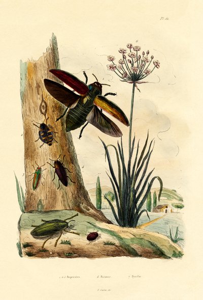 Jewel Beetles by French School